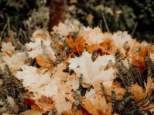 Herbstlaub von Ahorn auf einer immergrünen Gehölzpflanzung im Beet