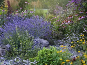Dicht bepflanztes Staudenbeet mit Lavendel, Sonnenhut und Kiesmulch im Hochsommer