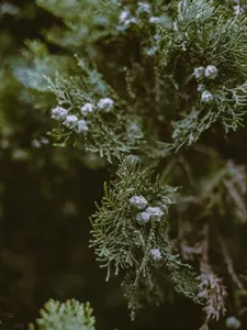 Wacholderzweig mit feinen Nadeln und blau bereiften Beeren vor dunklem Grün.